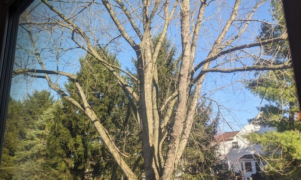 A Woman’s Touch Tree Care LLC.