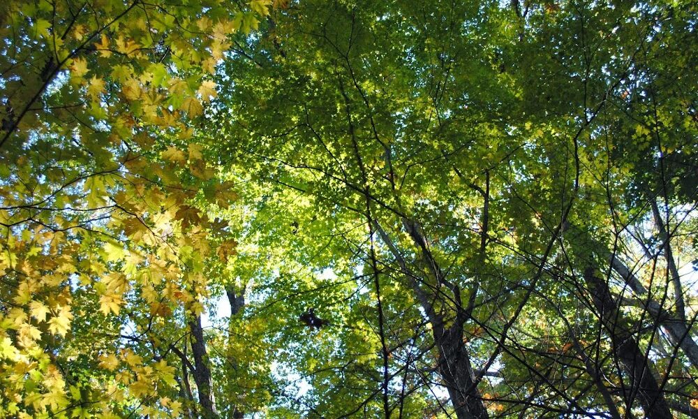 Ascher Tree Services LLC