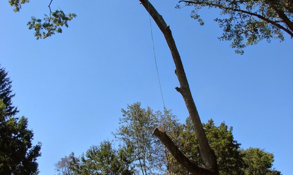 Basic Tree Care | Columbus Tree Removal