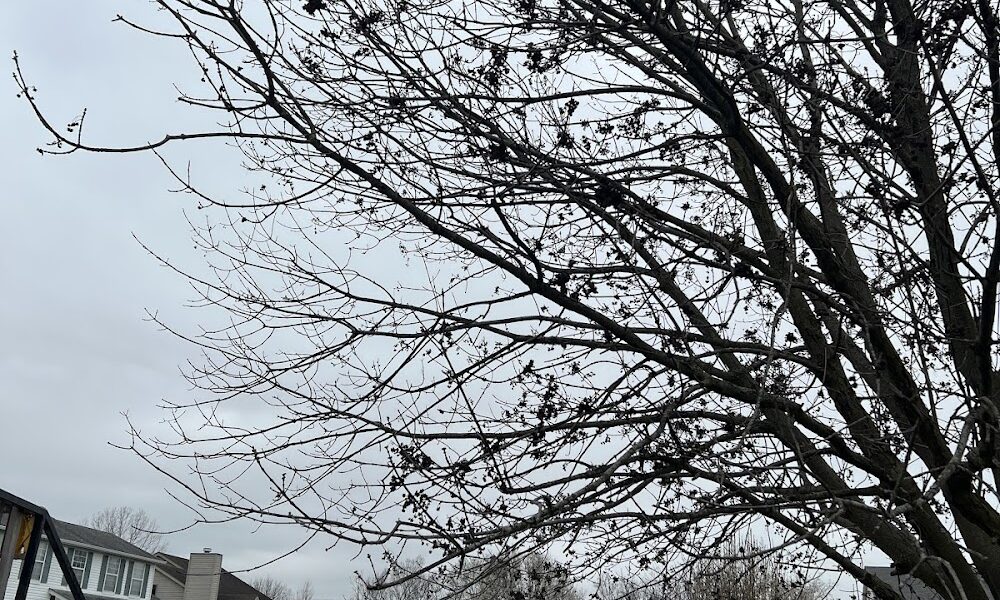 Bee’s Knees Tree Service
