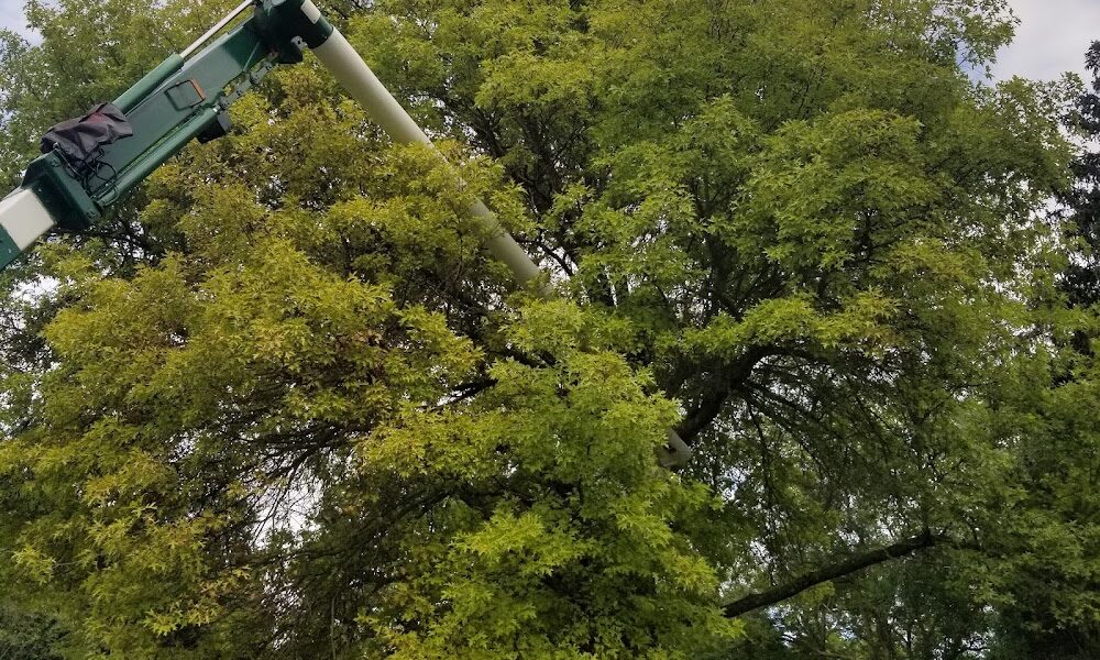 Capital Tree Service LLC