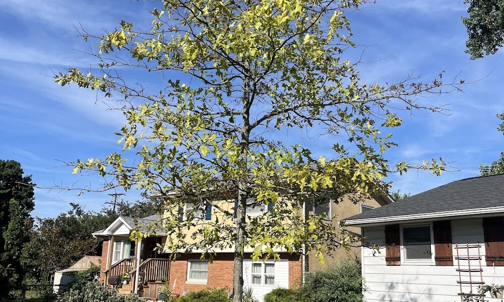 Columbus Tree Care
