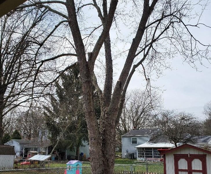 Duffey Tree Care