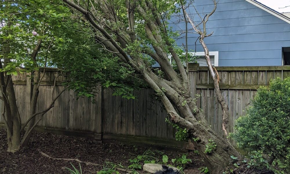 Jacob Sauer Tree Care