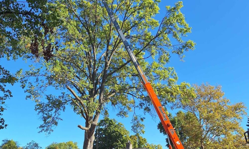 The 1 Tree Service