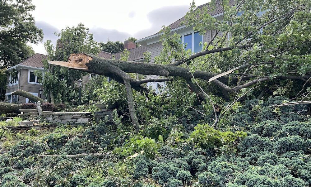 Wright Way Tree Care