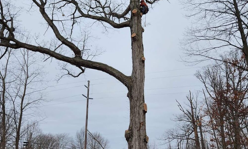 Bryant’s Tree Service, LLC