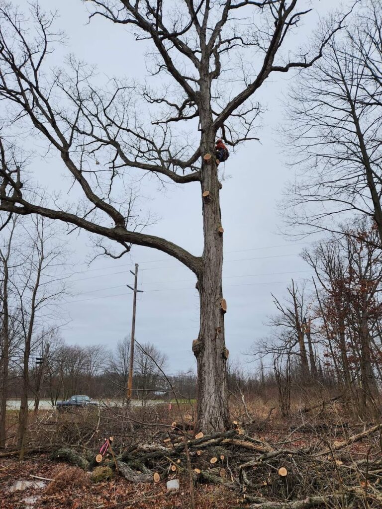 Bryant’s Tree Service, LLC