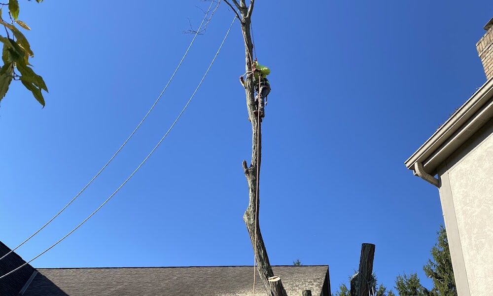 Ely’s Tree Services