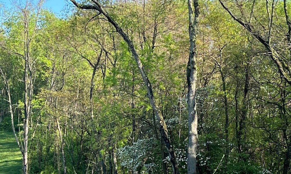 McCullough’s Tree Service, Inc.