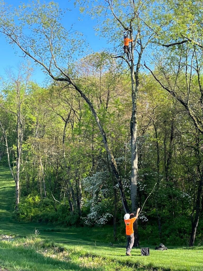 McCullough’s Tree Service, Inc.