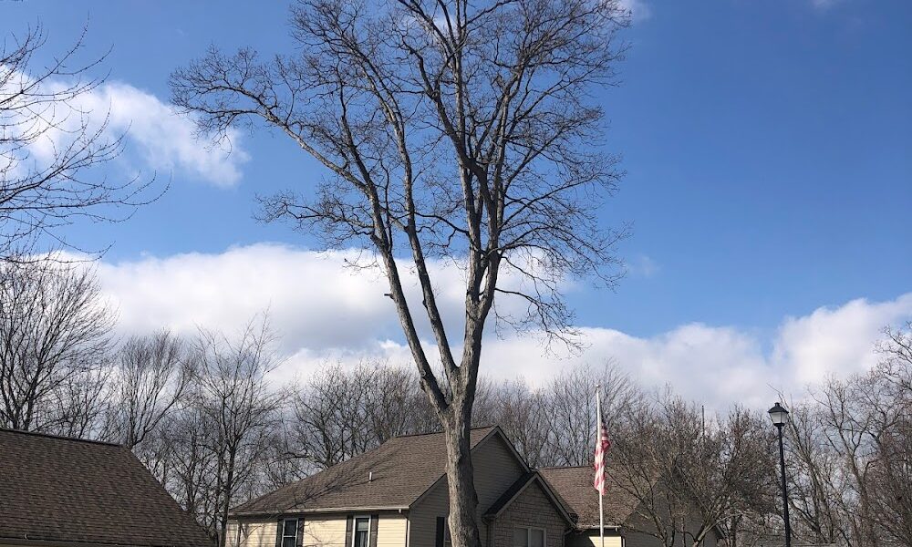 Premier Arborist Services