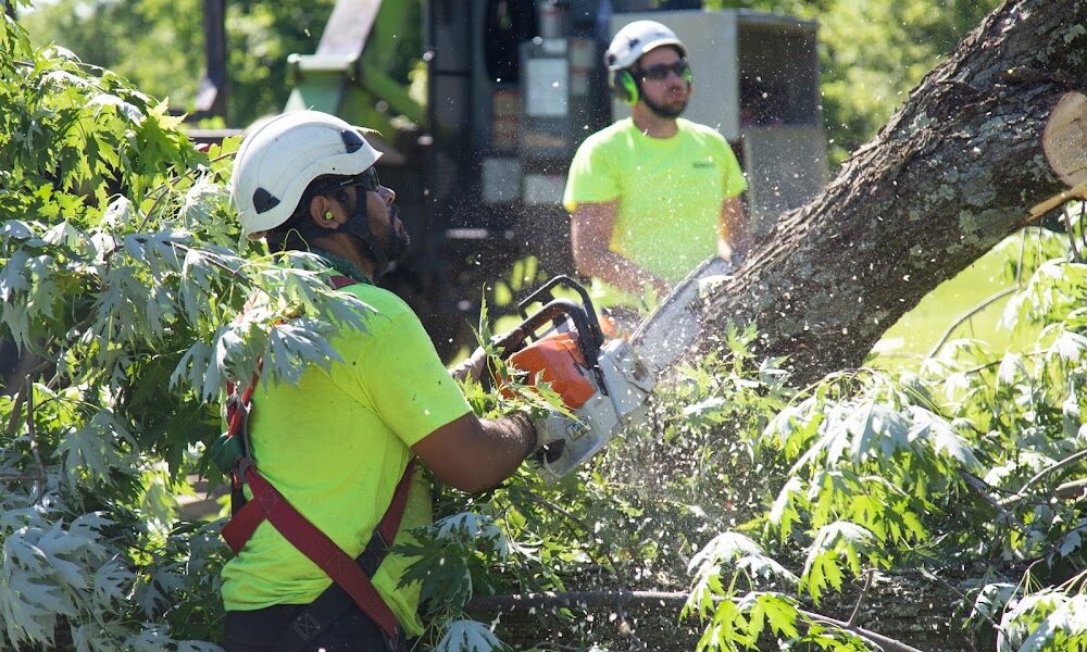 Russell Tree Experts