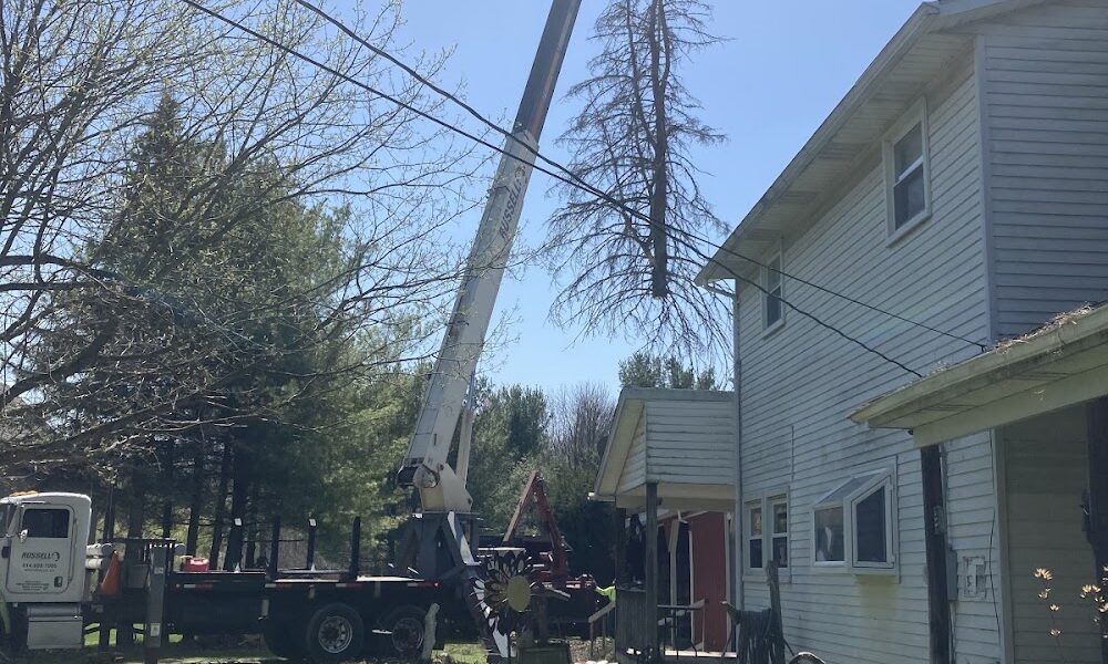 Safe Tech Tree Service