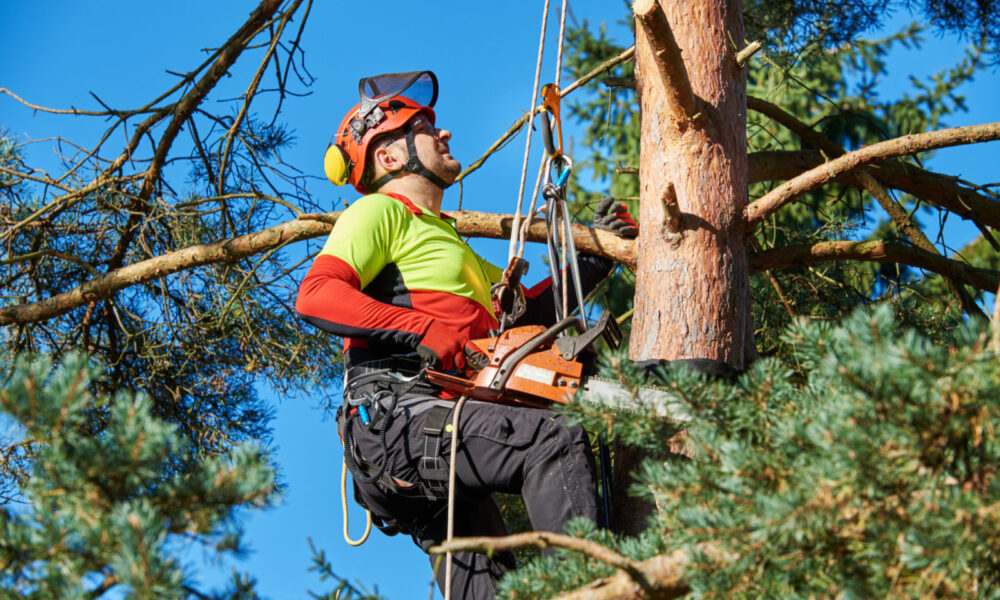 do-you-need-to-be-an-arborist-to-cut-trees-in-columbus-oh