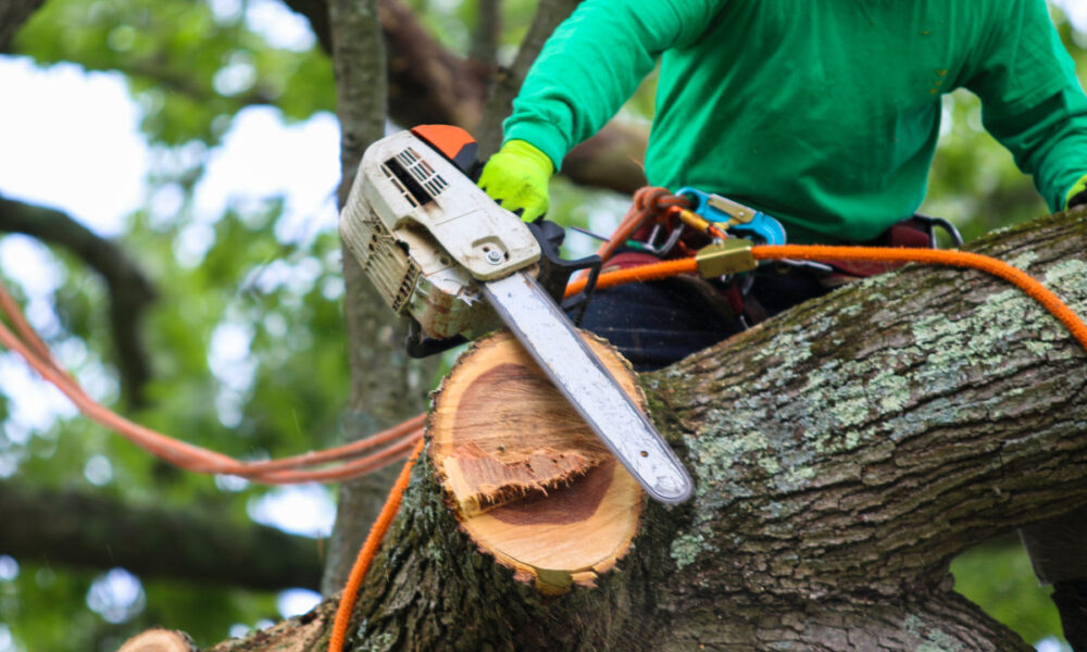 hire-a-columbus-arborist-for-tree-removal