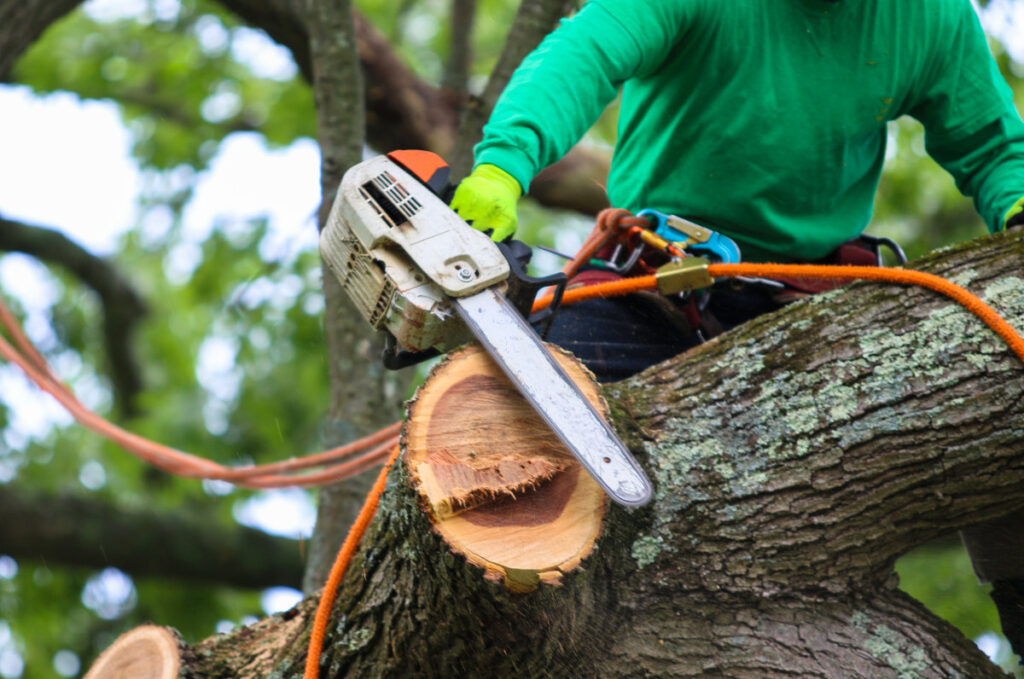 Hire a Columbus Arborist for Tree Removal