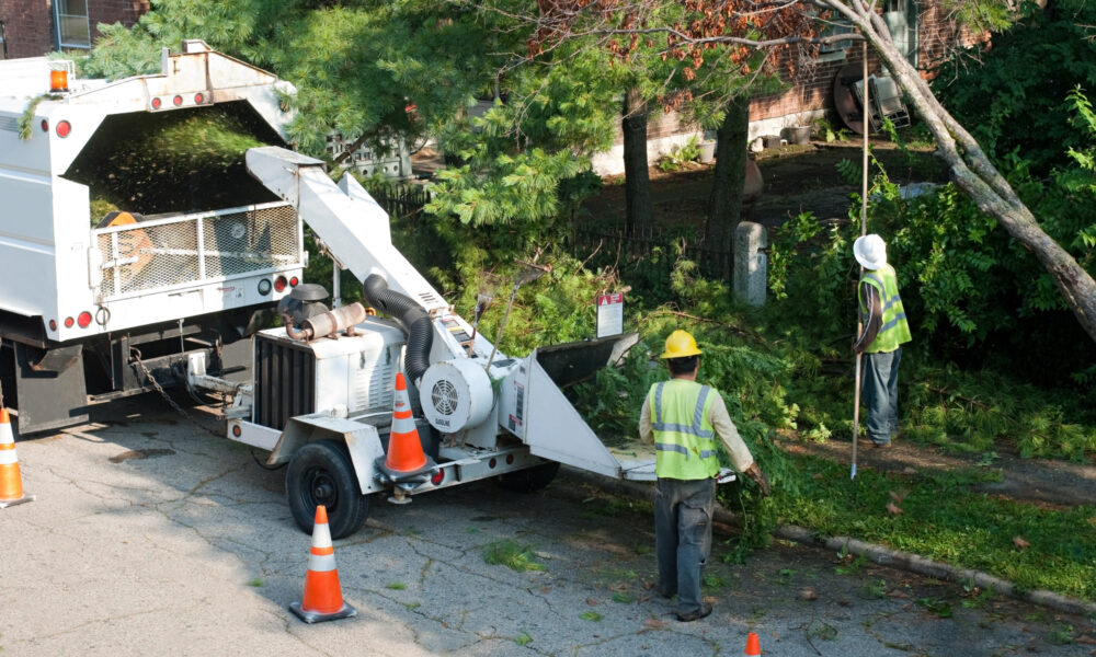 hire-a-columbus-arborist-for-tree-trimming
