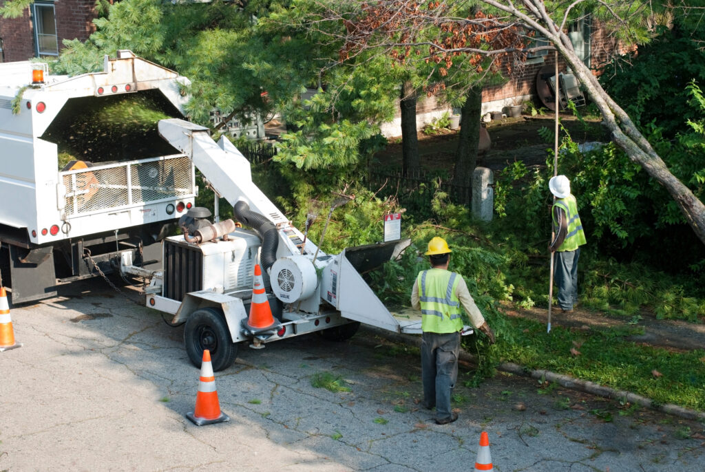 Hire a Columbus Arborist for Tree Trimming
