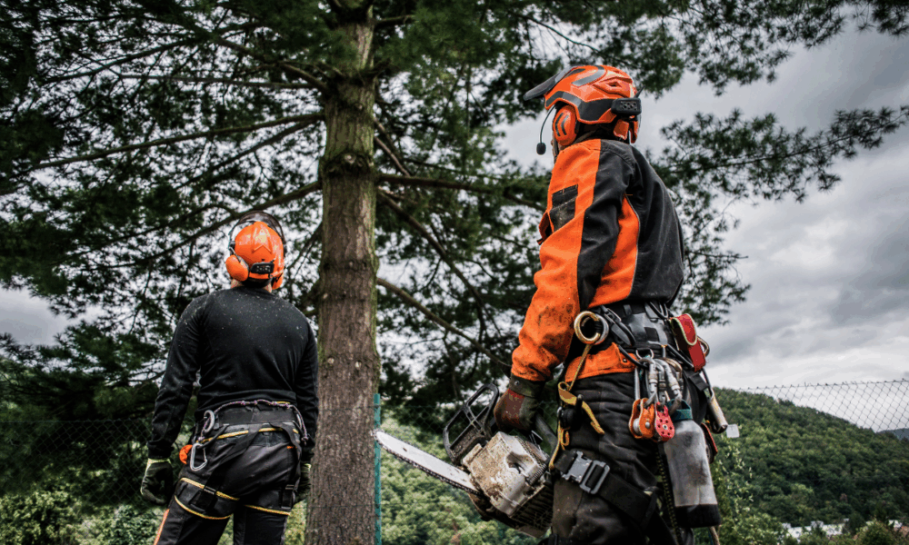 what-does-arborists-do-in-columbus-oh