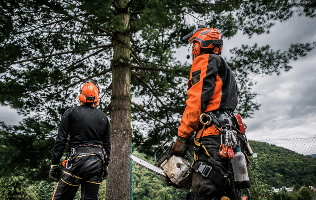 What Does Columbus Arborists Do?