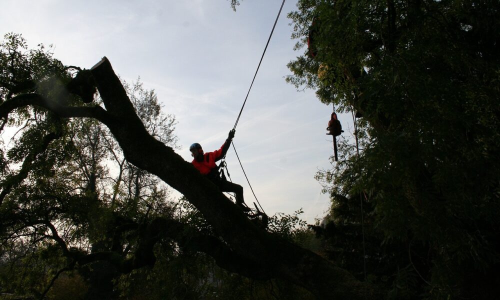why-hire-an-arborist-in-columbus-oh