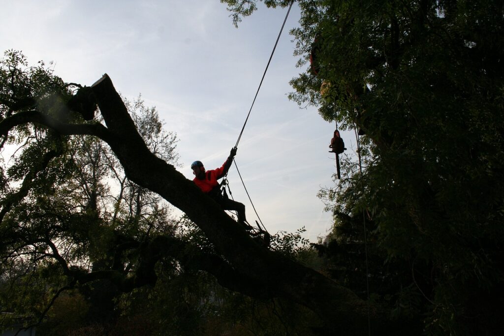 Why Hire an Arborist in Columbus, OH?