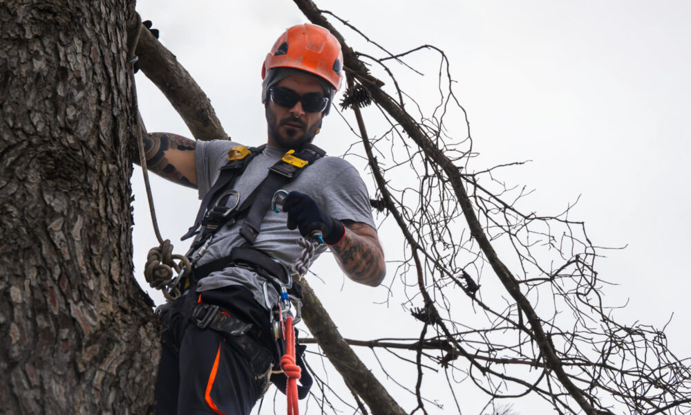 Arborist cost in Columbus