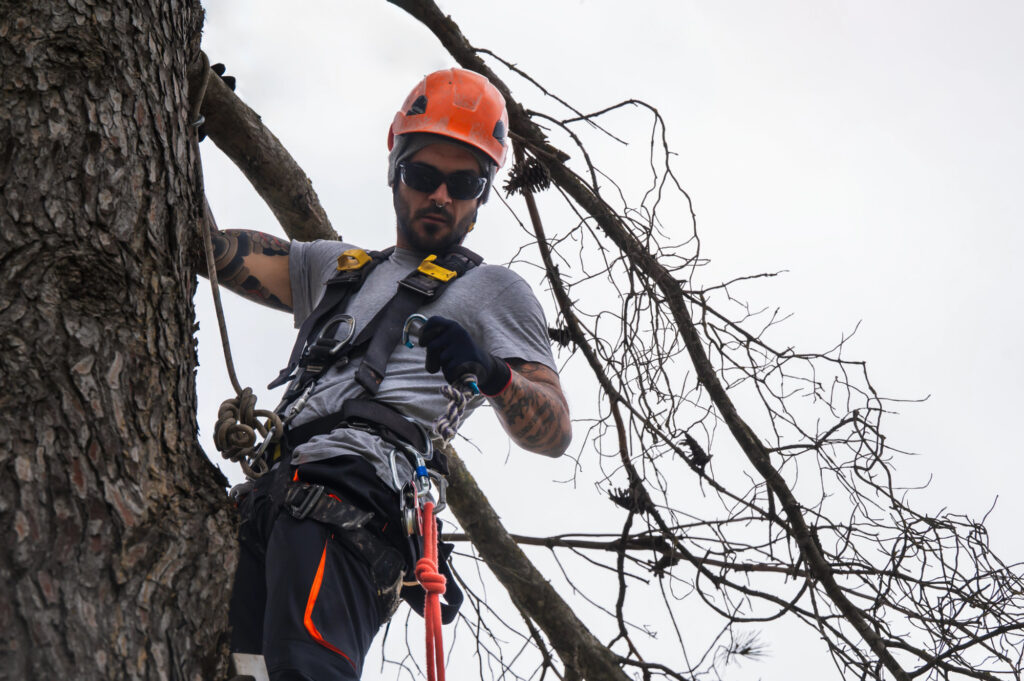 Arborist Cost in Columbus, OH